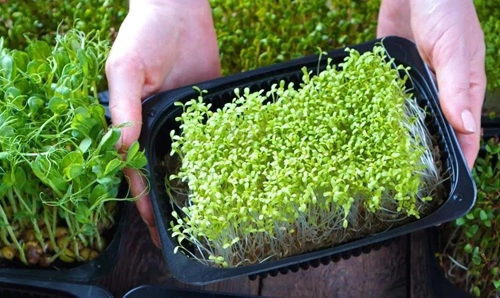 Hyperlocal Microgreen Farming at Home