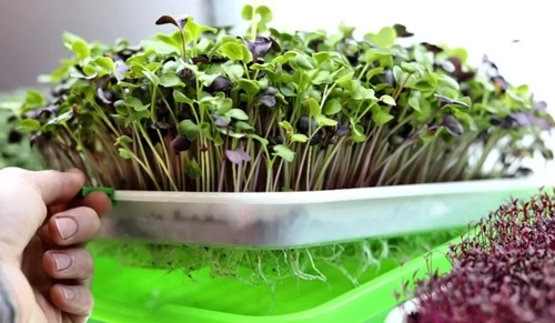 Microgreens Kit