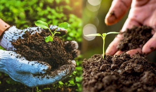 Organic Farming