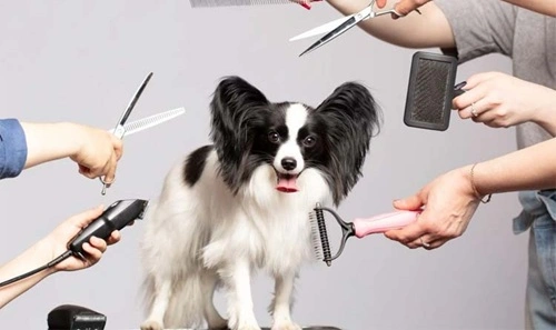 Pet Care Services