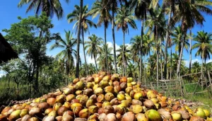 Coconut Exporters