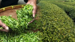 Tea Exporters