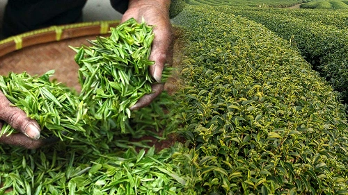 Tea Exporters