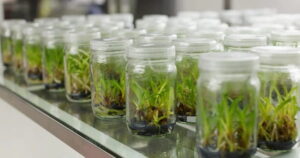 Tissue Culture